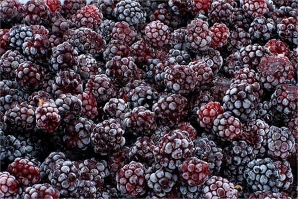 Finefood Donuk Böğürtlen 10 KG